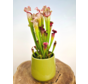 Plant pot "Amazon" - green | 12cm