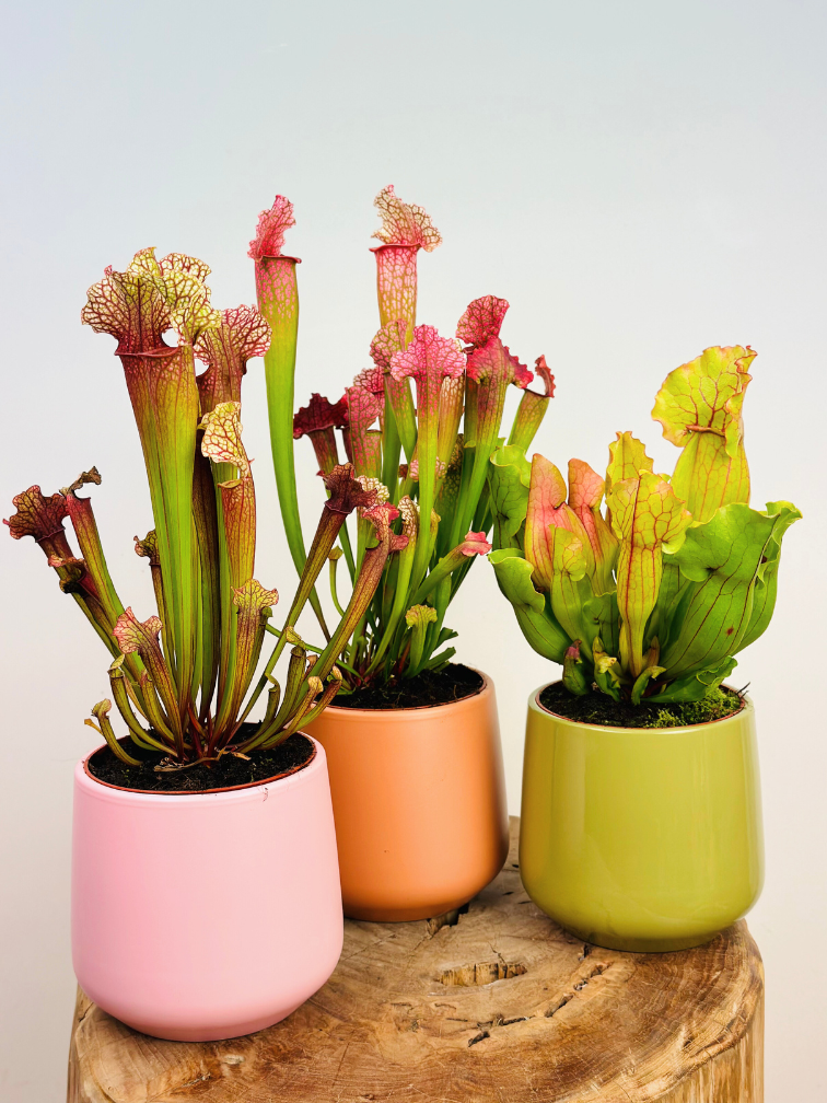 Plant pot "Amazon" - pink | 12cm