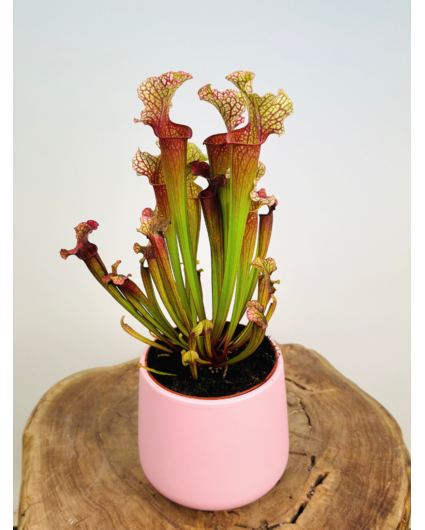 Plant pot "Amazon" - pink | 12cm