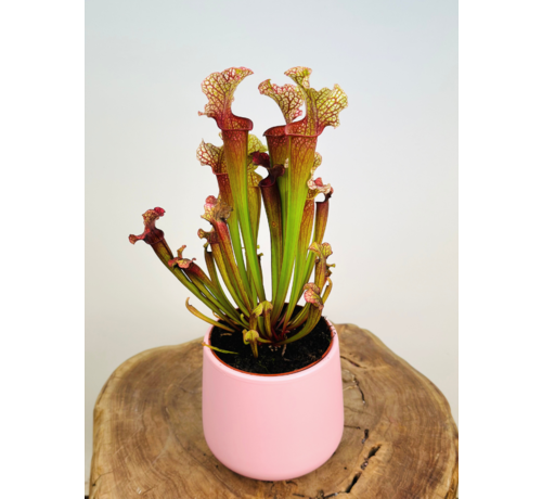 Plant pot "Amazon" - pink | 12cm