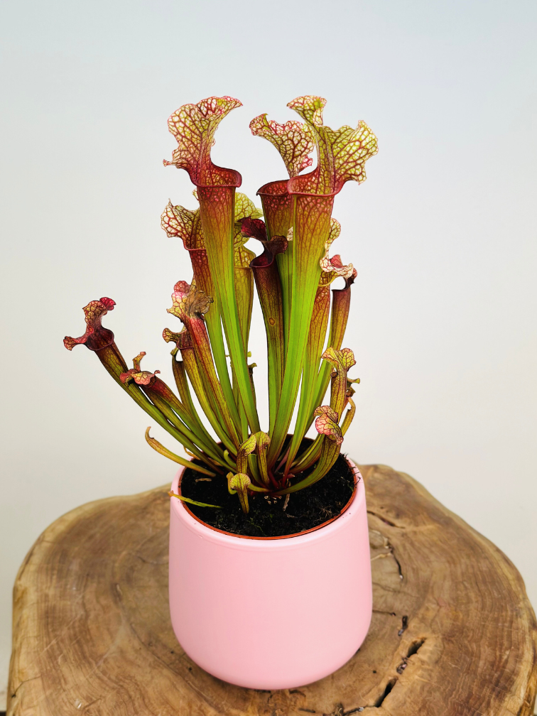 Plant pot "Amazon" - pink | 12cm