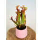 Plant pot "Amazon" - pink | 12cm