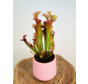 Vaso per piante "Amazon" - rosa | 12cm