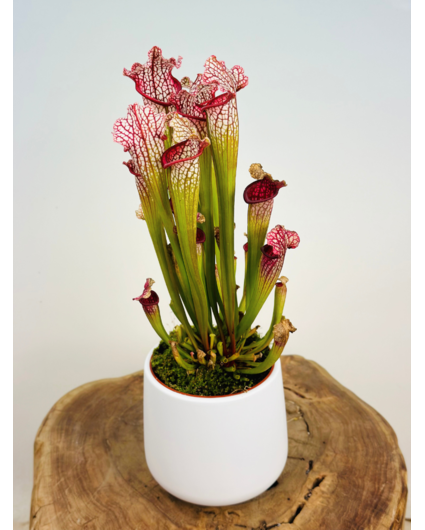 Pot de fleurs "Amazone" - blanc | 12cm
