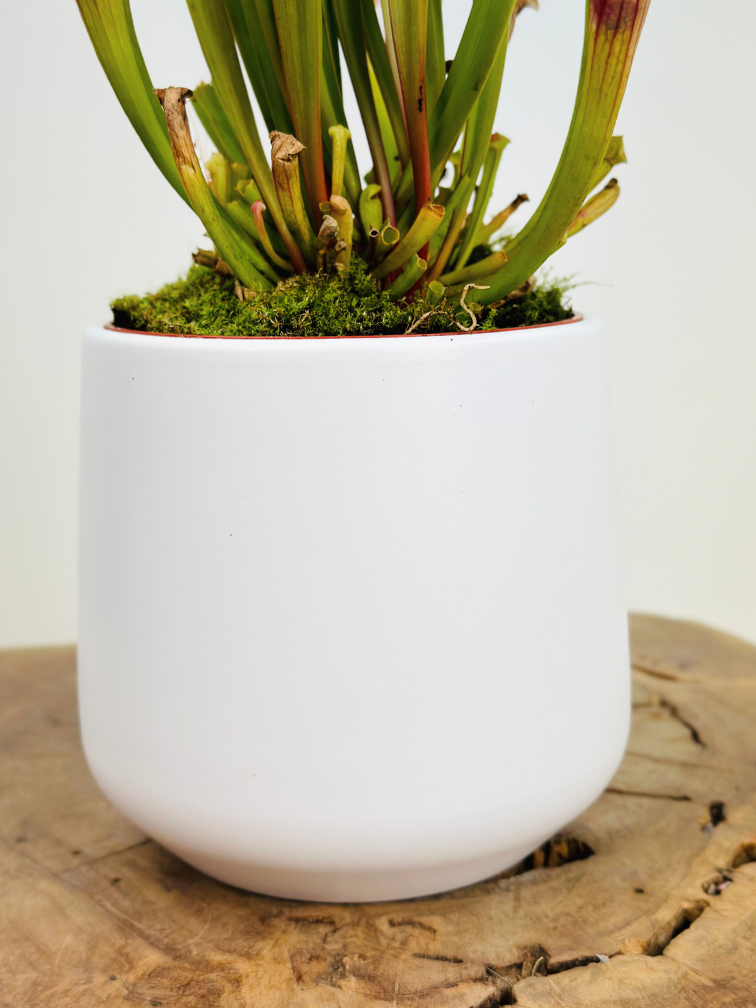 Plant pot "Amazon" - white | 12cm