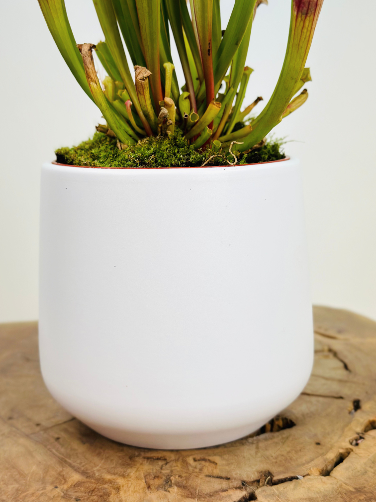 Vaso per piante "Amazon" - bianco | 12cm