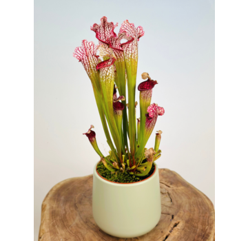 Vaso per piante "Amazon" - pistacchio | 12cm