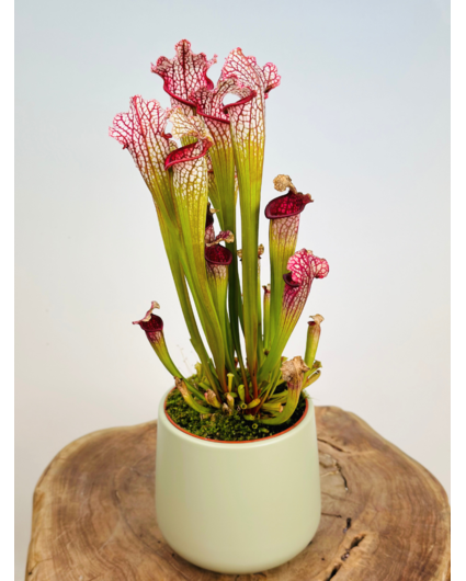 Pot de fleurs "Amazone" - pistache | 12cm