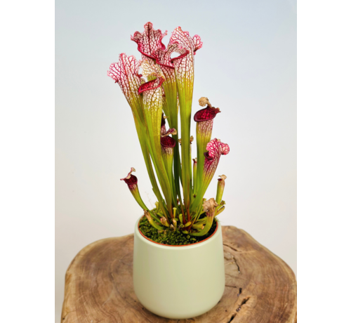 Vaso per piante "Amazon" - pistacchio | 12cm