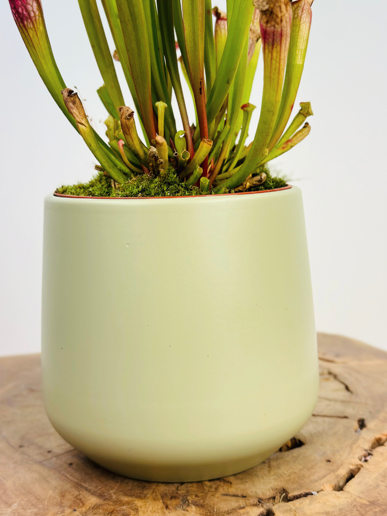 Plant pot "Amazon" - pistachio | 12cm