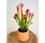 Plant pot "Amazon" - peach | 12cm