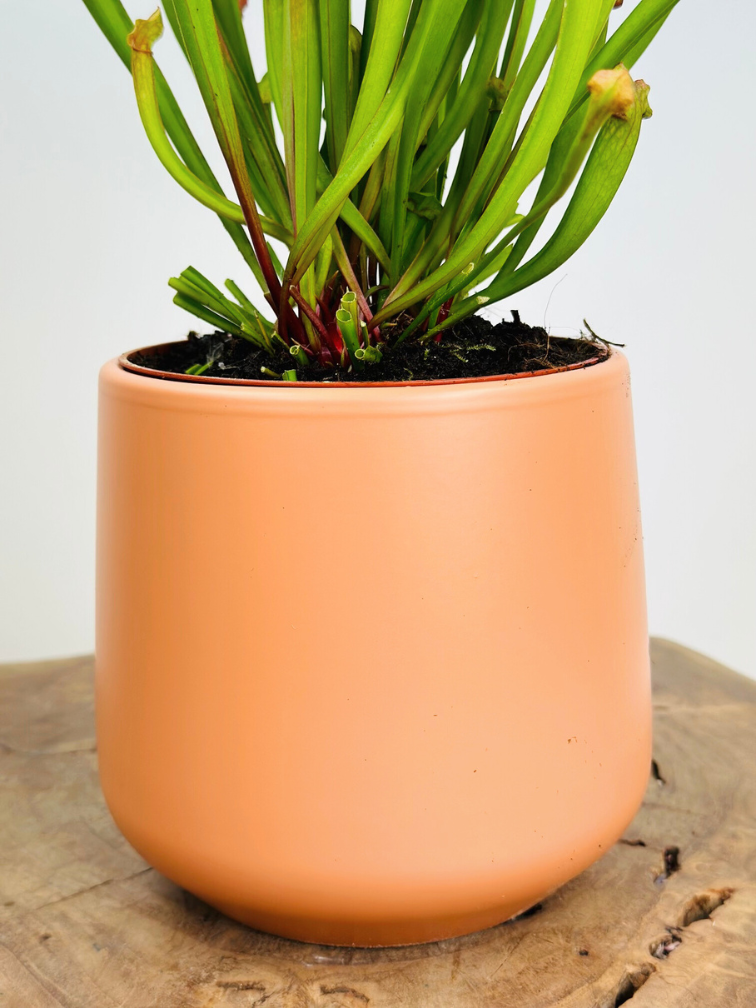 Plant pot "Amazon" - peach | 12cm