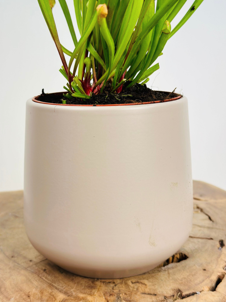 Plant pot "Amazon" - grey | 12cm
