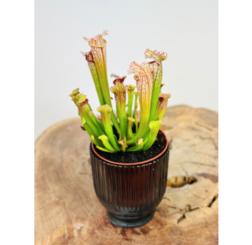 Plant pot "Betsie" - Smoke | 8,5cm