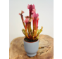 Vaso per piante "Betsie" - blu-grigio | 8,5cm