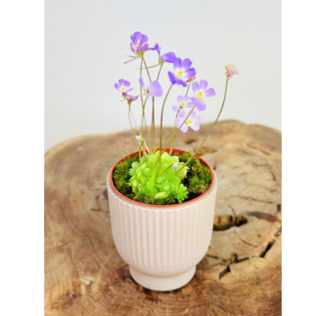 Plant pot "Betsie" - pink | 8,5cm