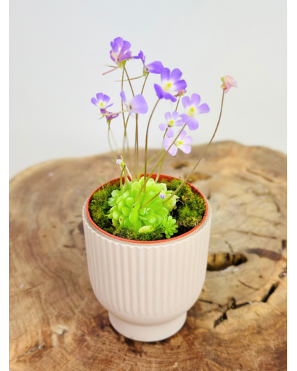 Pot à plantes "Betsie" - rose | 8,5cm