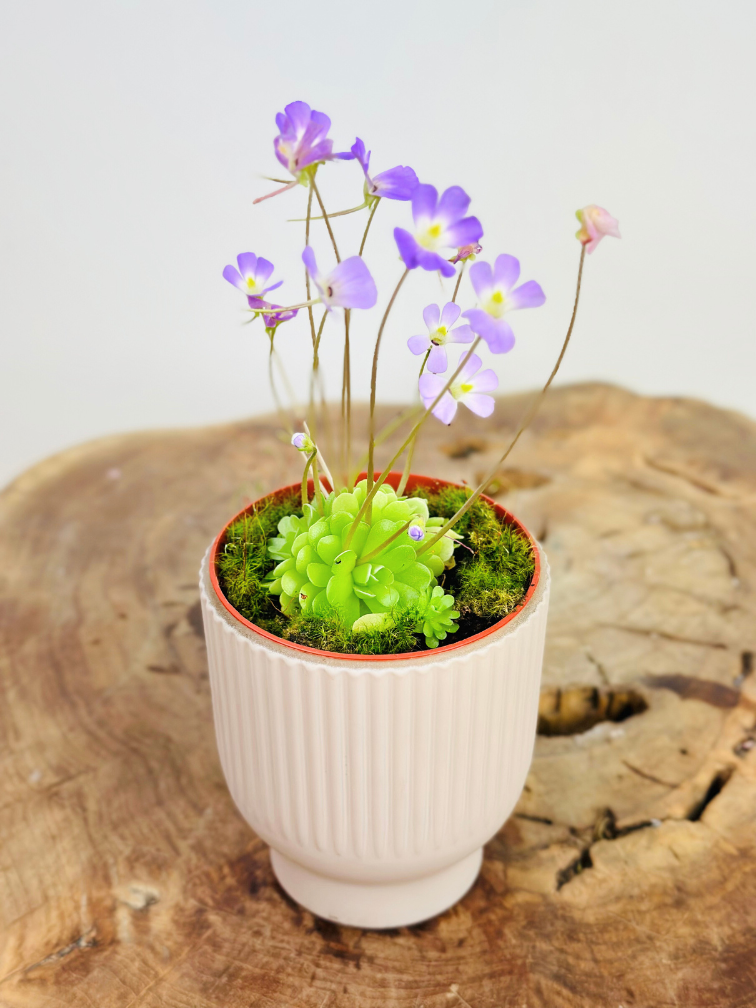 Plant pot "Betsie" - pink | 8,5cm