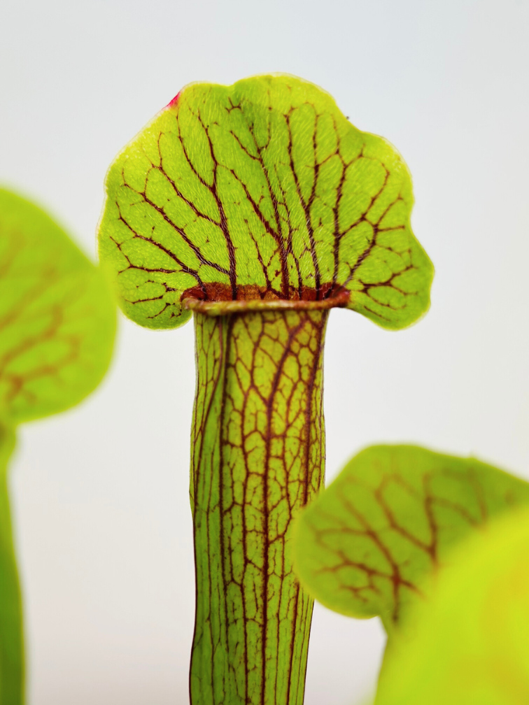 Sarracenia "Flava" | ø 8,5 cm x ↕ 15 cm"Barba" - grande | ø 12 cm x ↕ 25 cm