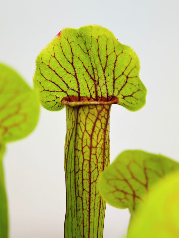 Trumpet pitcher plant "Barba" - large | ø 12 cm x ↕ 20-30 cm