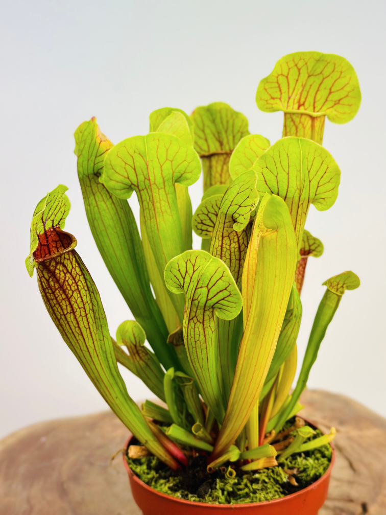 Sarracenia "Flava" | ø 8,5 cm x ↕ 15 cm"Barba" - grande | ø 12 cm x ↕ 25 cm