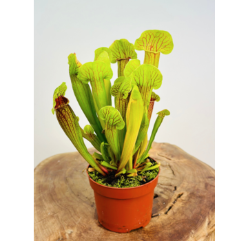 Trumpet pitcher plant "Barba" - large | ø 12 cm x ↕ 20-30 cm