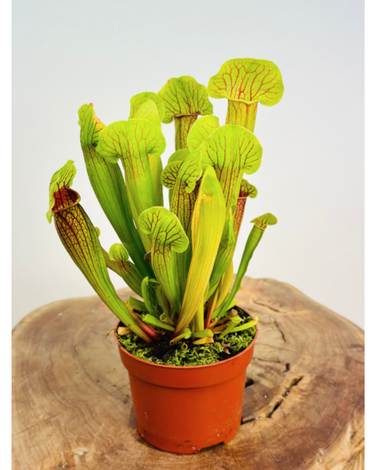 Trumpet pitcher plant "Barba" - large | ø 12 cm x ↕ 20-30 cm