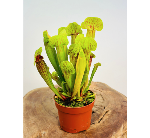 Trumpet pitcher plant "Barba" - large | ø 12 cm x ↕ 20-30 cm