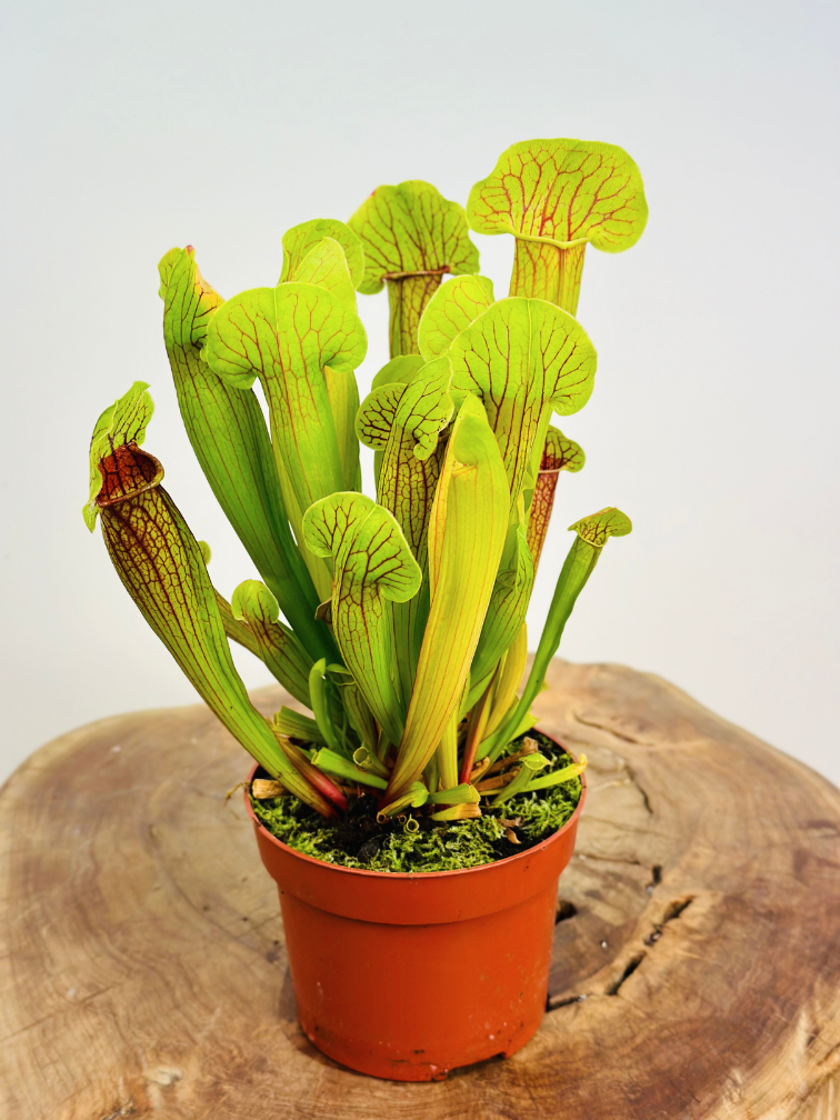Sarracenia "Flava" | ø 8,5 cm x ↕ 15 cm"Barba" - grande | ø 12 cm x ↕ 25 cm