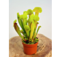 Sarracenia "Flava" | ø 8,5 cm x ↕ 15 cm"Barba" - grande | ø 12 cm x ↕ 25 cm