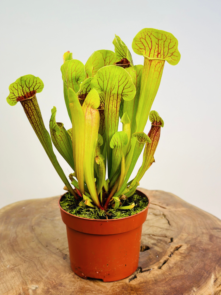 Sarracenia "Flava" | ø 8,5 cm x ↕ 15 cm"Barba" - grande | ø 12 cm x ↕ 25 cm