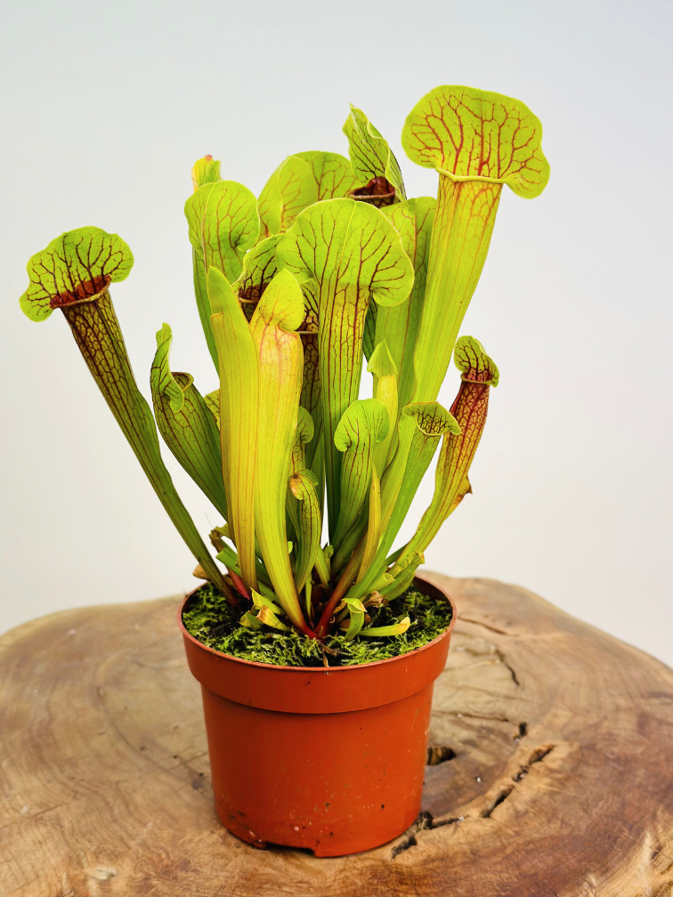 Trumpet pitcher plant "Barba" - large | ø 12 cm x ↕ 20-30 cm