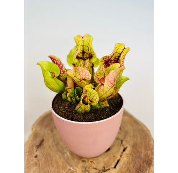 Marsh tub "Mientje" rosa - Artstone | ø 17 cm