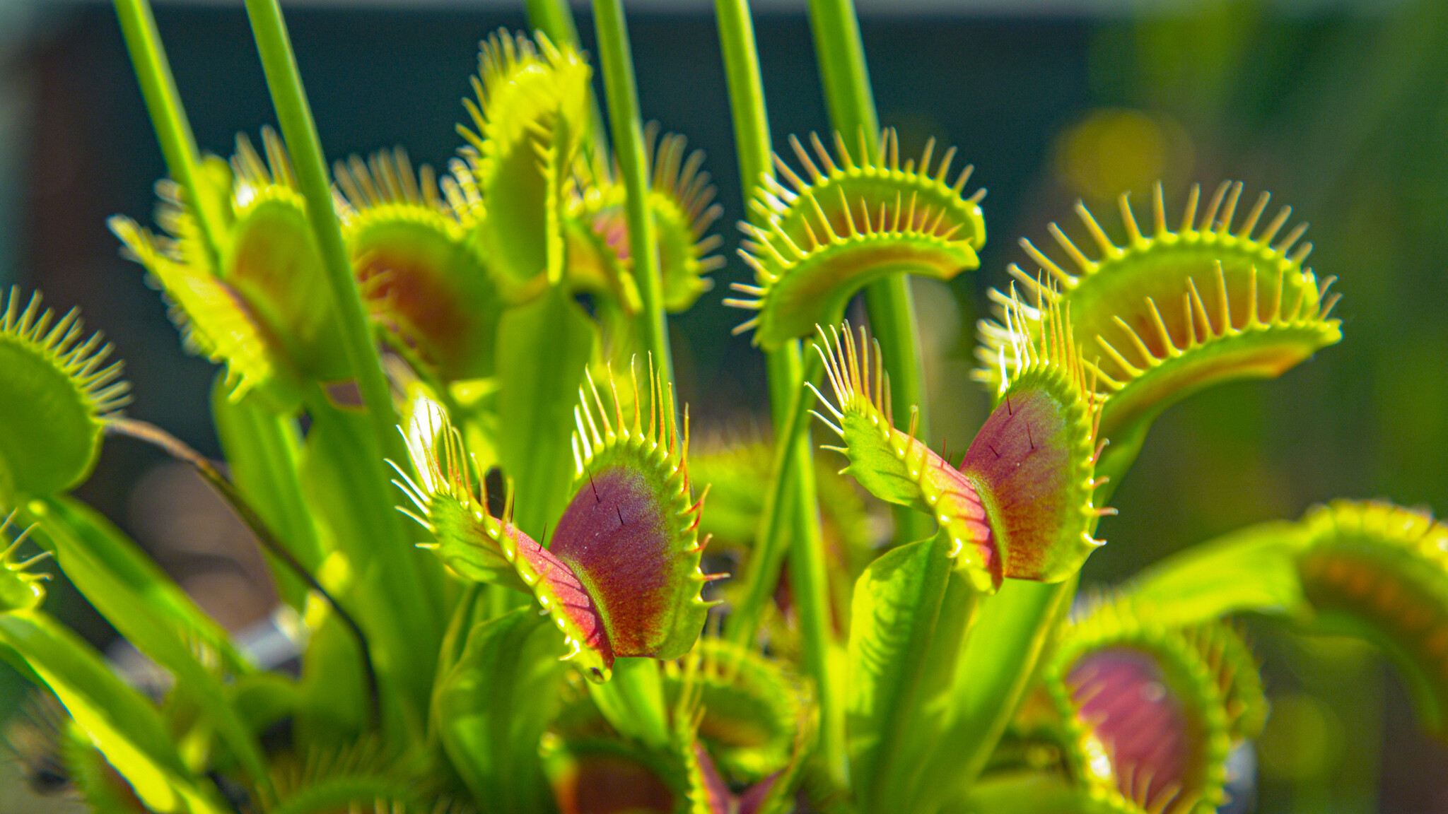 Plantas Carnivoras En Ingles