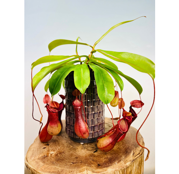 Pot de fleurs Jakob ''violet profond'' ⌀14x24cm