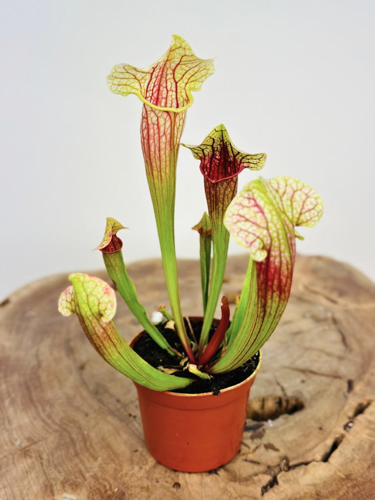 Sarracenia (Pitcher plant) "Eva" | ø 8,5 cm x ↕ 15 cm