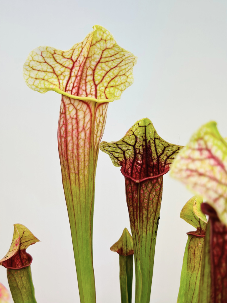 Sarracenia (Pitcher plant) "Eva" | ø 8,5 cm x ↕ 15 cm