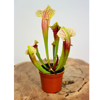 Sarracenia "Eva" | ø 8,5 cm x ↕ 15 cm