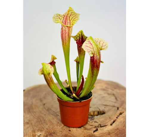Sarracenia (Pitcher plant) "Eva" | ø 8,5 cm x ↕ 15 cm