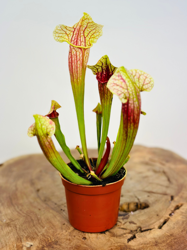 Sarracenia (Pitcher plant) "Eva" | ø 8,5 cm x ↕ 15 cm