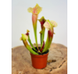 Sarracenia (Pitcher plant) "Eva" | ø 8,5 cm x ↕ 15 cm