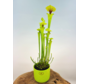 Växtkruka ”Rex” - grön | 12cm