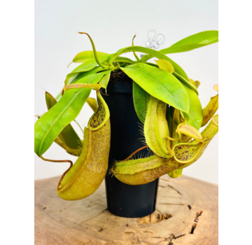 Nepenthes "Hispida"' - groß | ø 12 cm x ↕ 20 cm