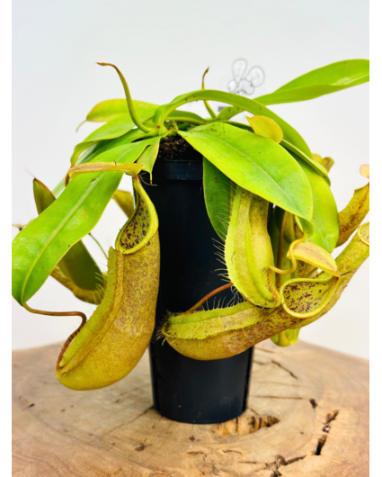 Nepenthes "Hispida"' - large | ø 12 cm x ↕ 20 cm