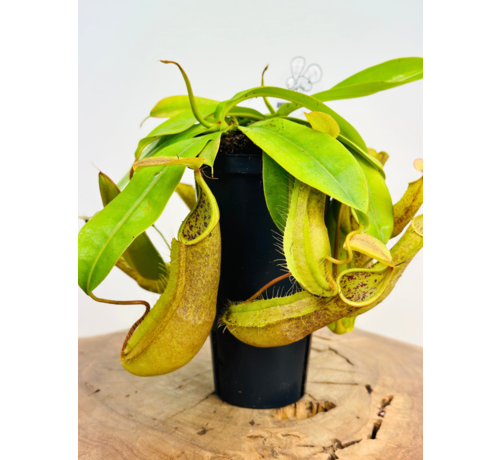 Nepenthes "Hispida"' - grande - ø 12 cm x ↕ 20 cm