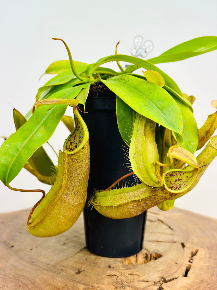 Nepenthes (Pitcher Plant) "Hispida"' - large | ø 12 cm x ↕ 20 cm