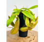 Nepenthes (Kannenpflanze) "Hispida"' - groß | ø 12 cm x ↕ 20 cm