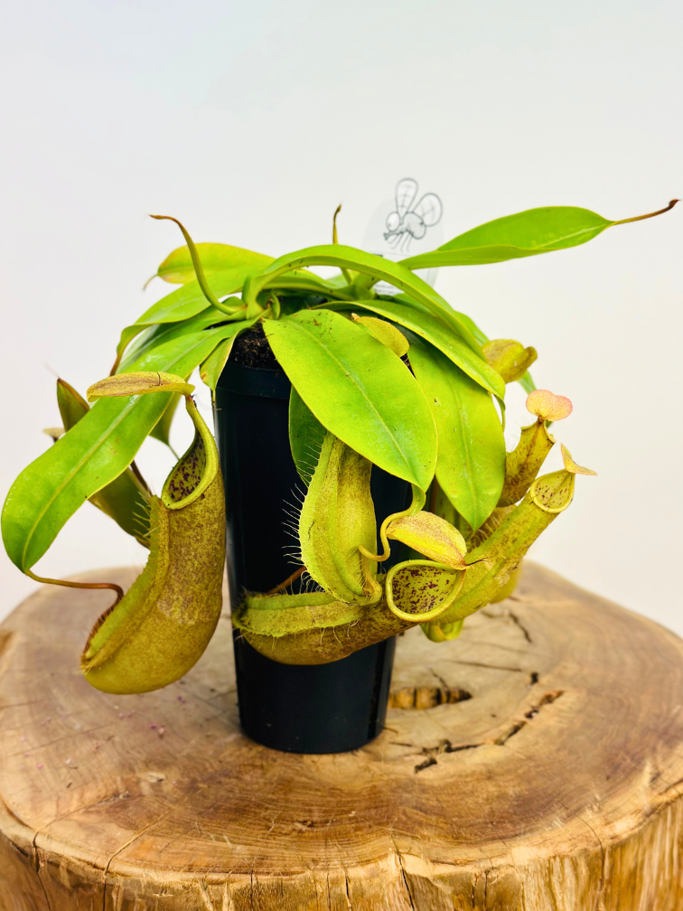 Nepenthes (Pitcher Plant) "Hispida"' - large | ø 12 cm x ↕ 20 cm