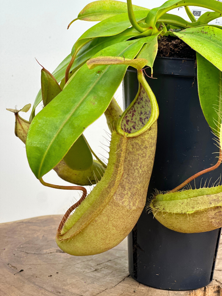 Nepenthes (Pitcher Plant) "Hispida"' - large | ø 12 cm x ↕ 20 cm