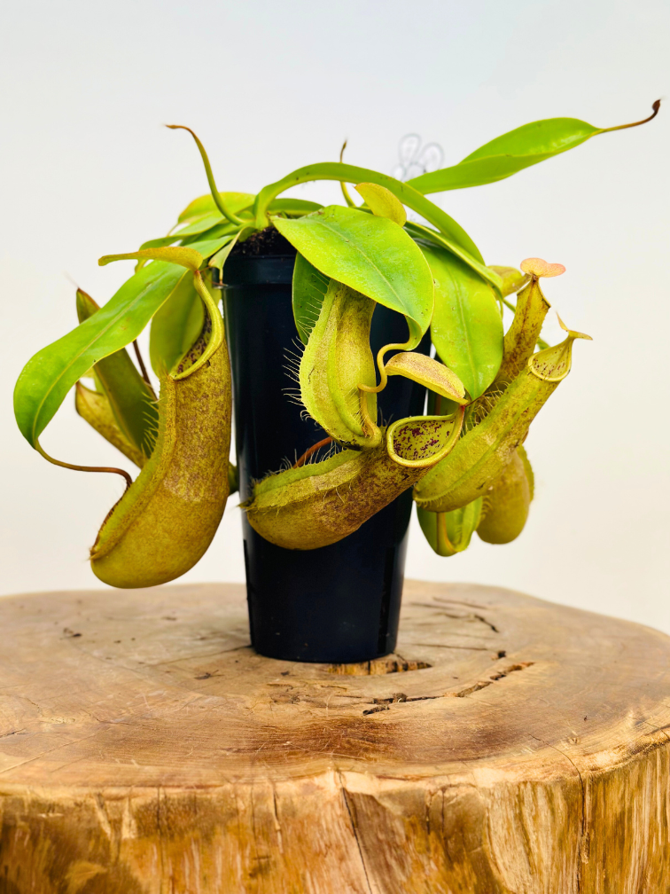 Nepenthes (Pitcher Plant) "Hispida"' - large | ø 12 cm x ↕ 20 cm